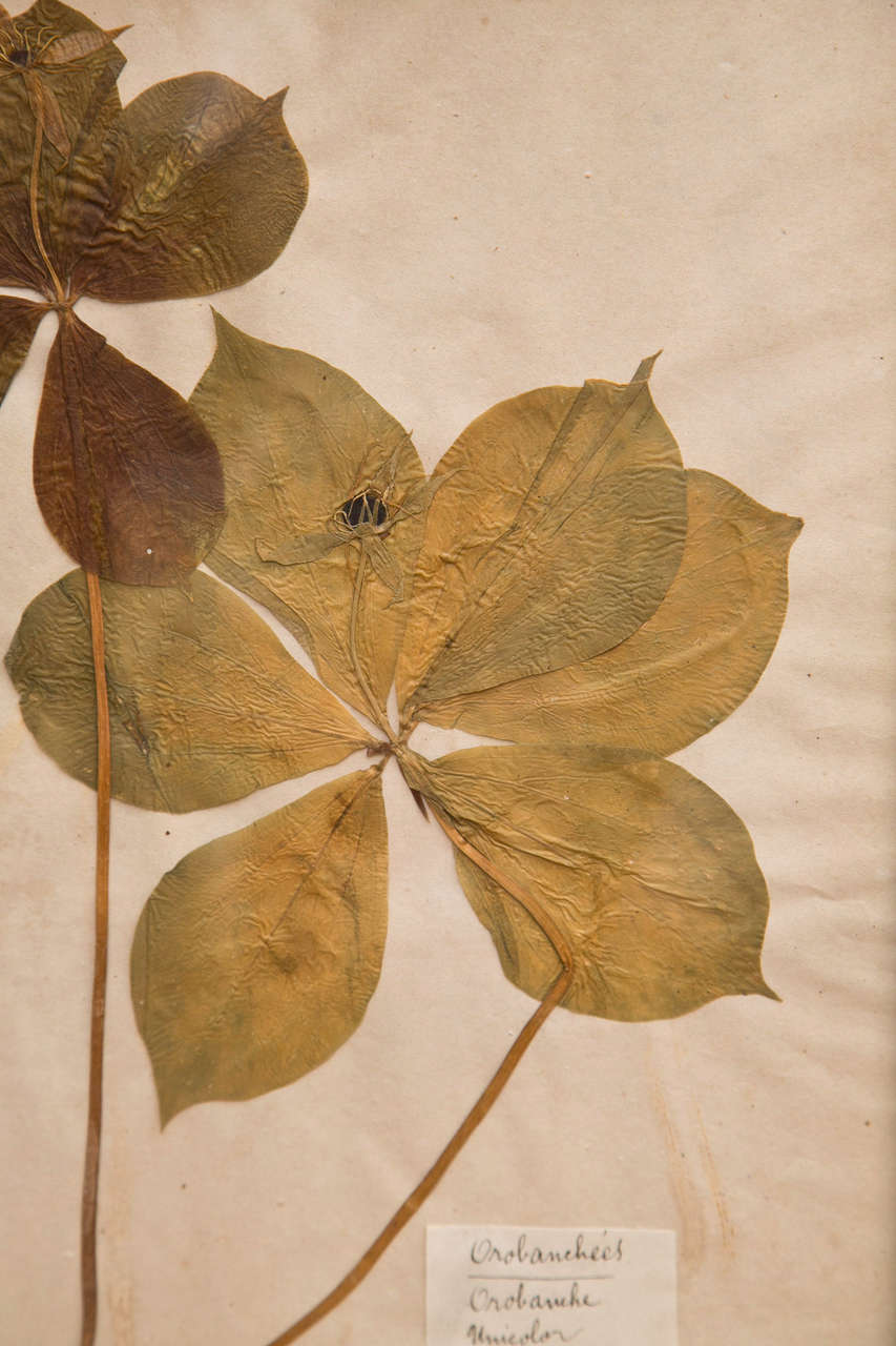 19th Century French Framed Botanical Specimens 2
