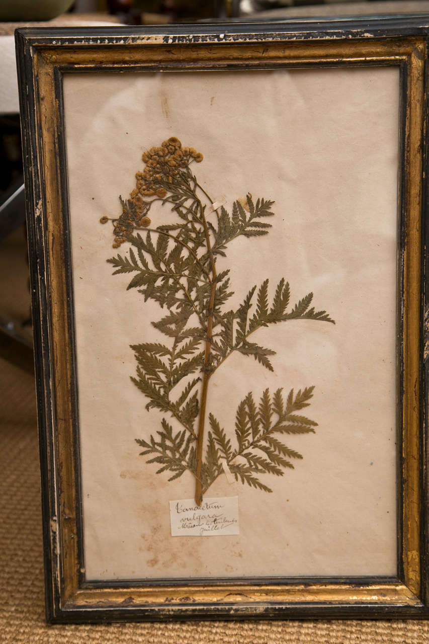 19th Century French Framed Botanical Specimens 3