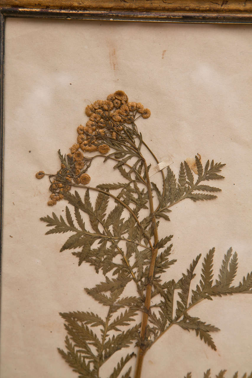 19th Century French Framed Botanical Specimens  4