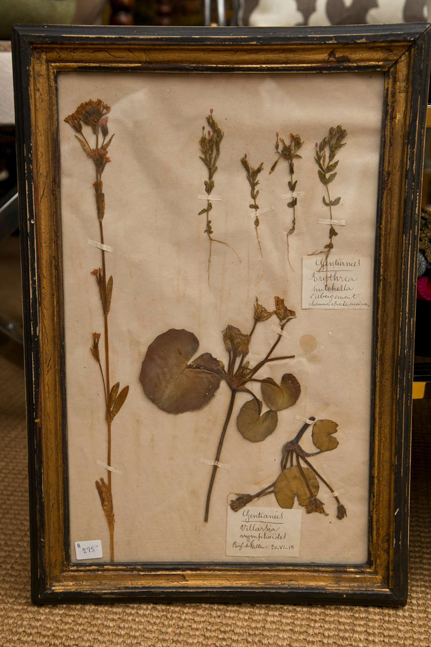 19th Century French Framed Botanical Specimens  5