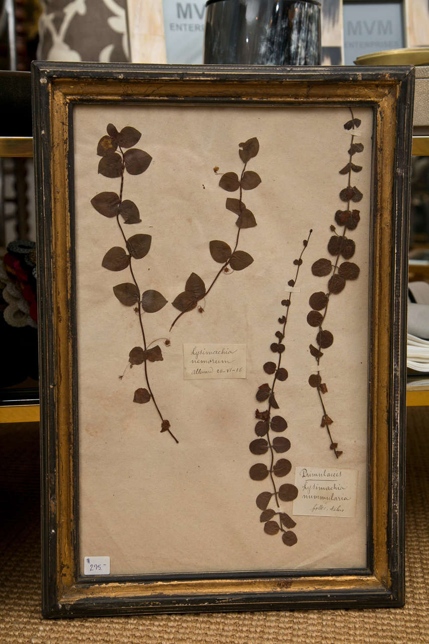 19th Century French Framed Botanical Specimens 6