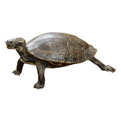 Taxidermy turtle