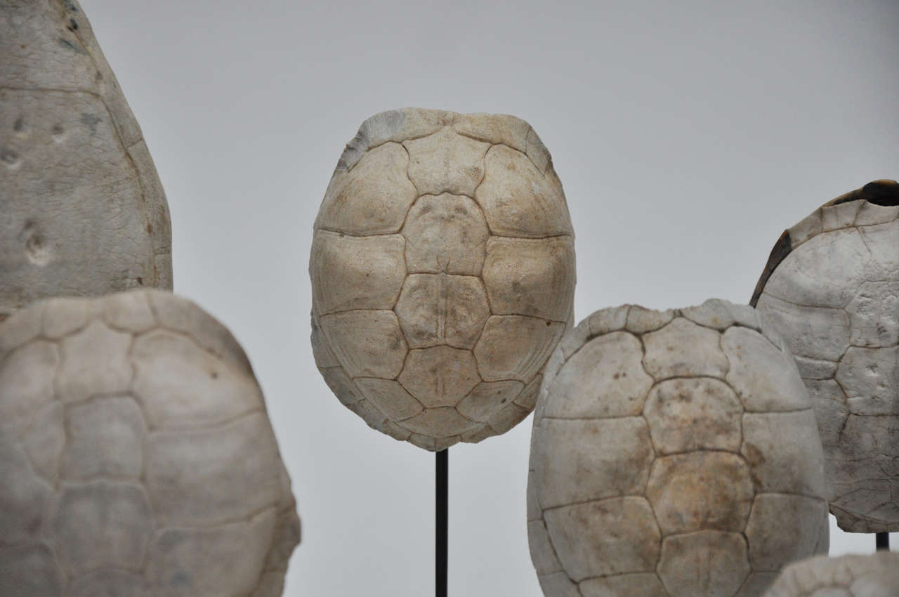 American White Turtle Shell Collection