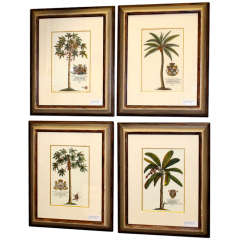 Set of 4 Prints of Palm Trees with Royal Inscriptions