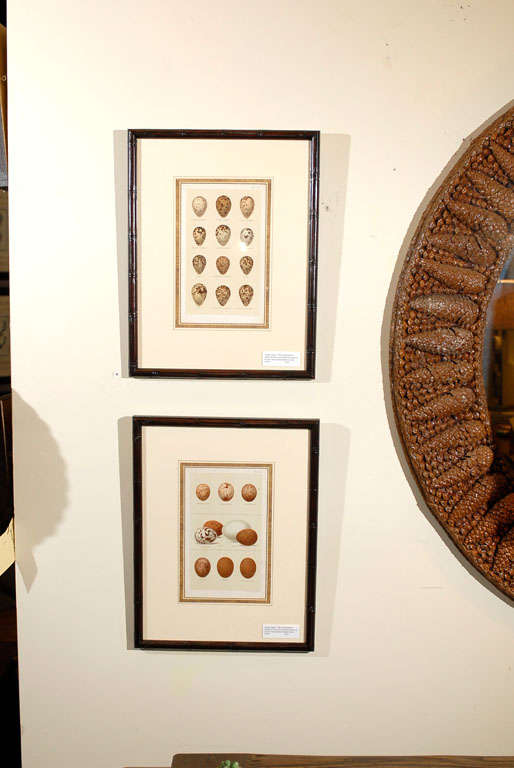 Set of 6 Antique Egg Prints from England