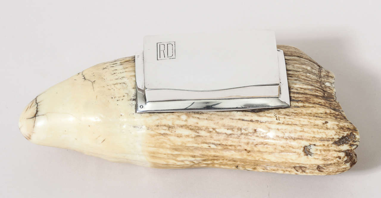Hinged silver snuff box mounted into the whale tooth by Dingley Brothers, Birmingham.
Hallmarks:  925 silver/ Birmingham/ D BROS/ 1933 and with retailer's stamp BARRETT 7 SON 9 OLD BOND ST W1