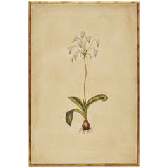 Hand Painted Botanical by Rose Tarlow Studio