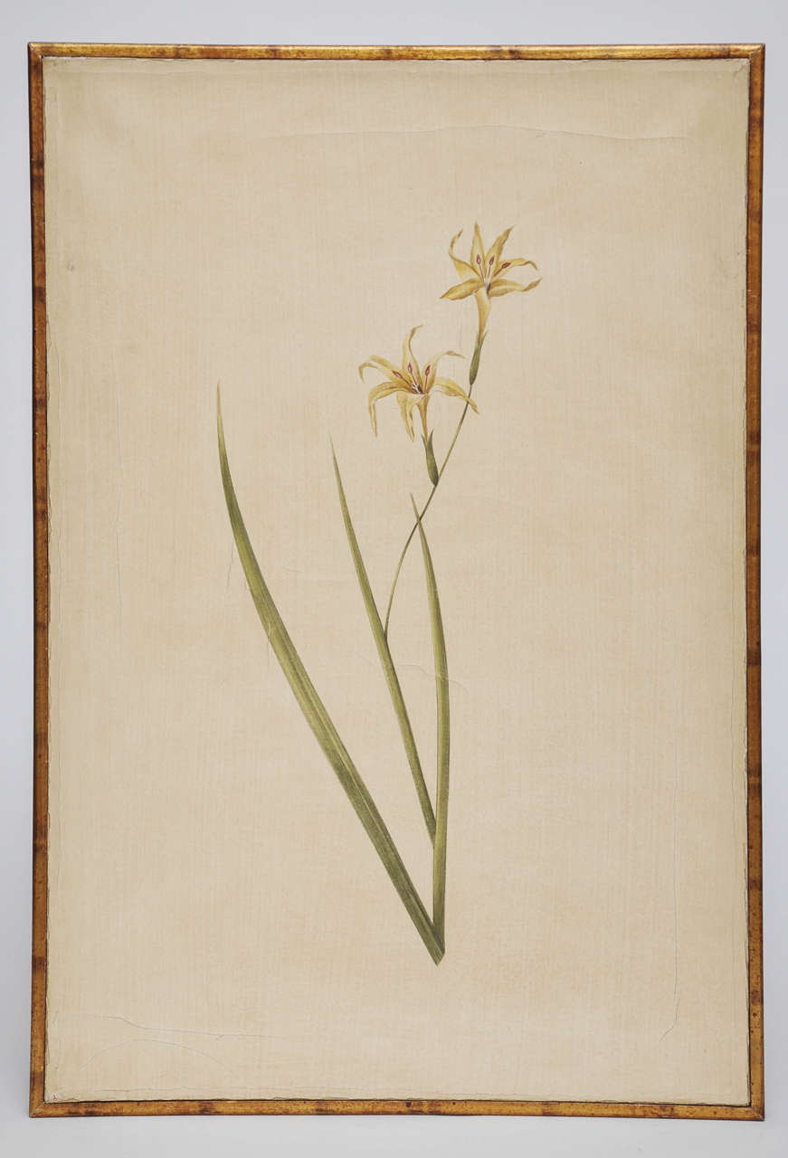 Hand Painted Botanical by Rose Tarlow Studio