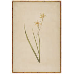 Hand Painted Botanical by Rose Tarlow Studio