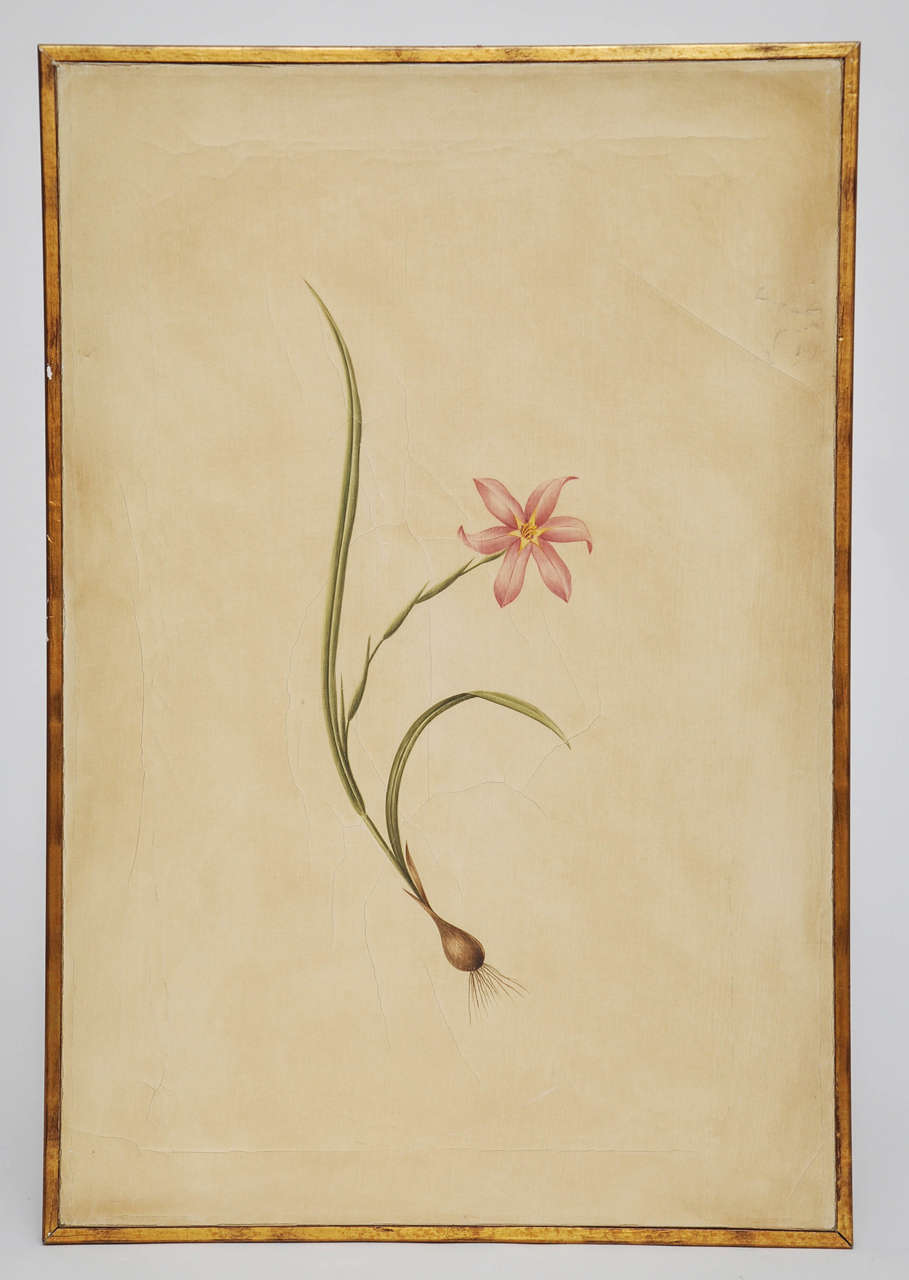 Hand Painted Botanical by Rose Tarlow Studio