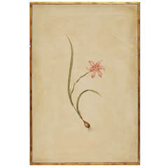 Hand Painted Botanical by Rose Tarlow Studio
