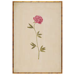 Hand Painted Botanical by Rose Tarlow