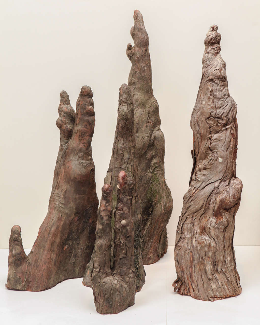 Set of 5 interesting sculptural cypress knees, organic art.