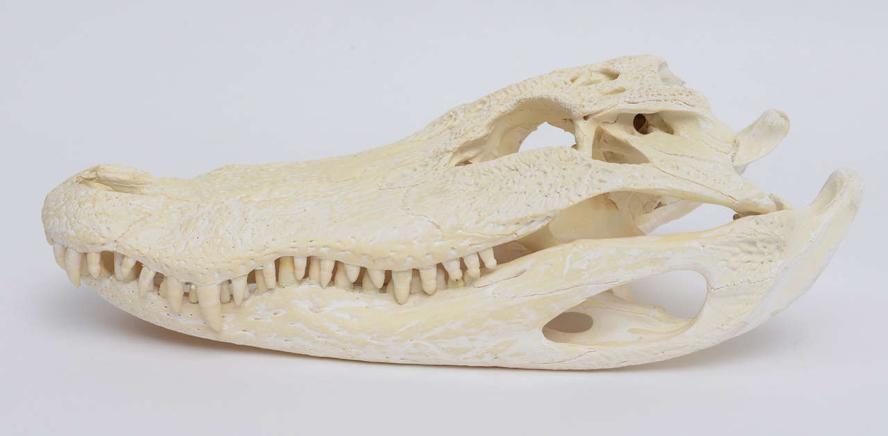 Beautiful and fearsome! White coral and sea shells seem much more interesting when cozied up next to this bleached alligator skull. A genuine specimen, it's been stripped, bleached, and painstakingly re-assembled.