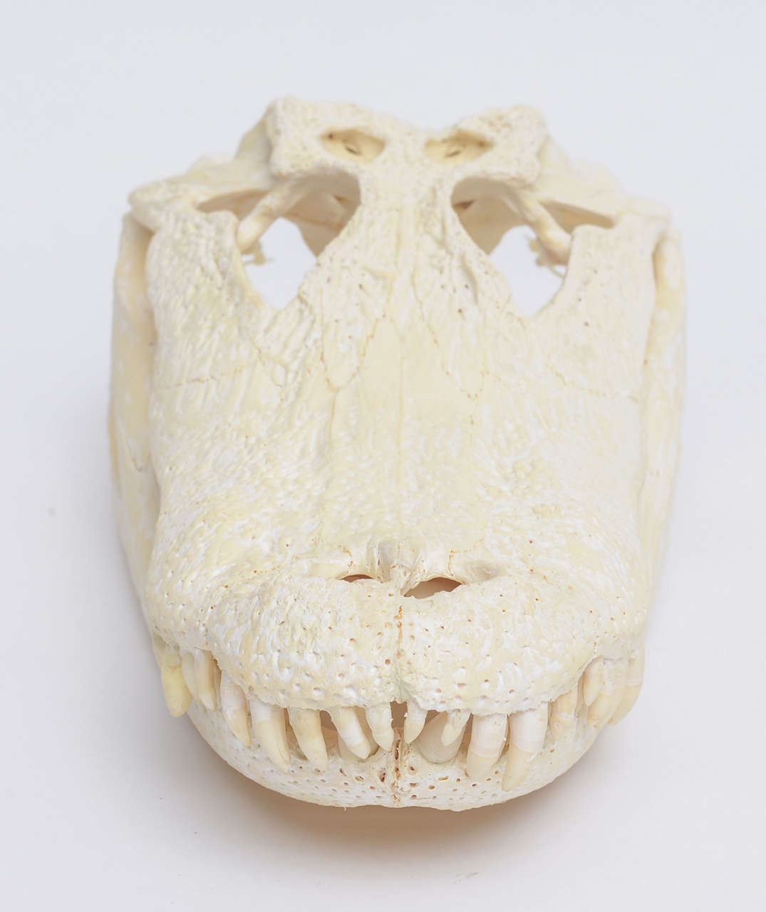 alligator skull for sale