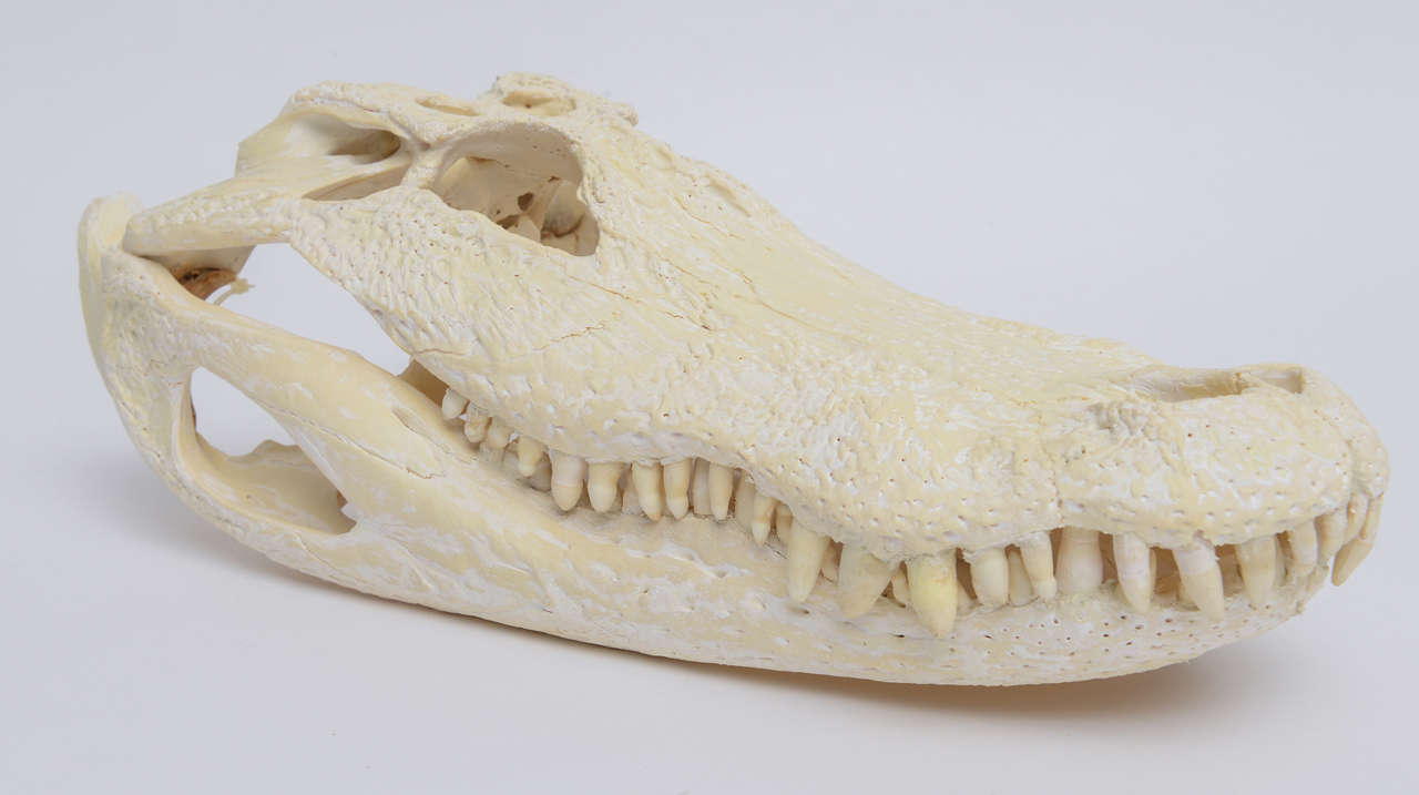 chinchilla skull