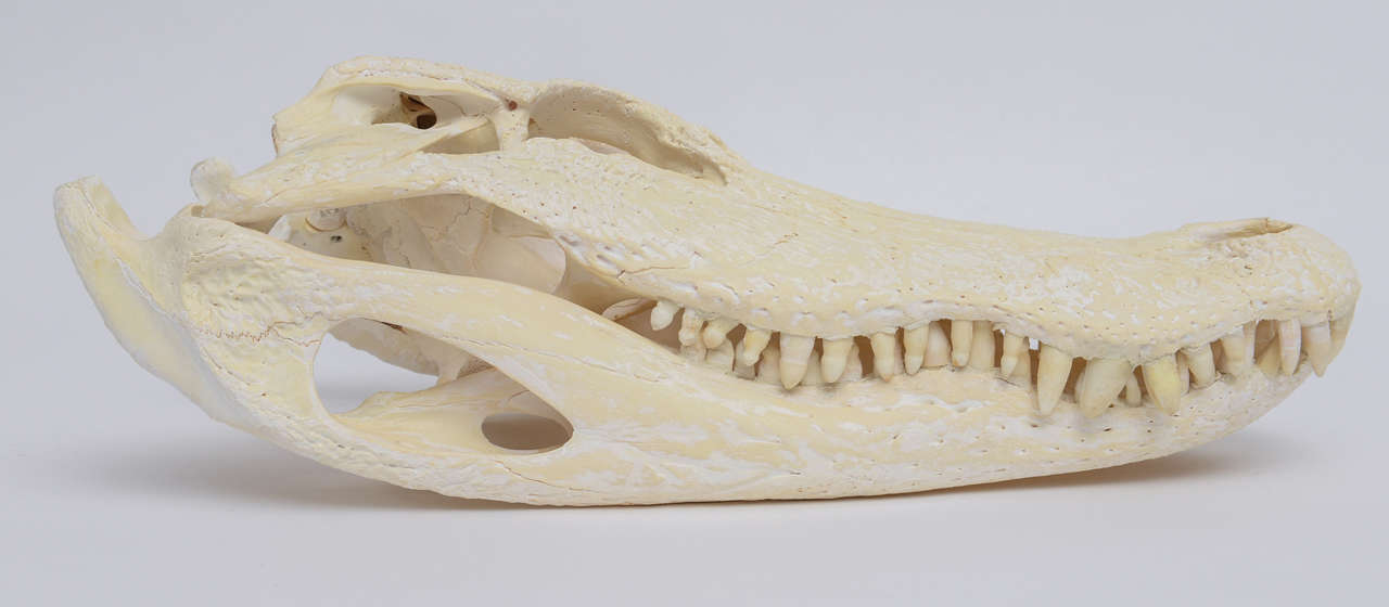 aligator skull
