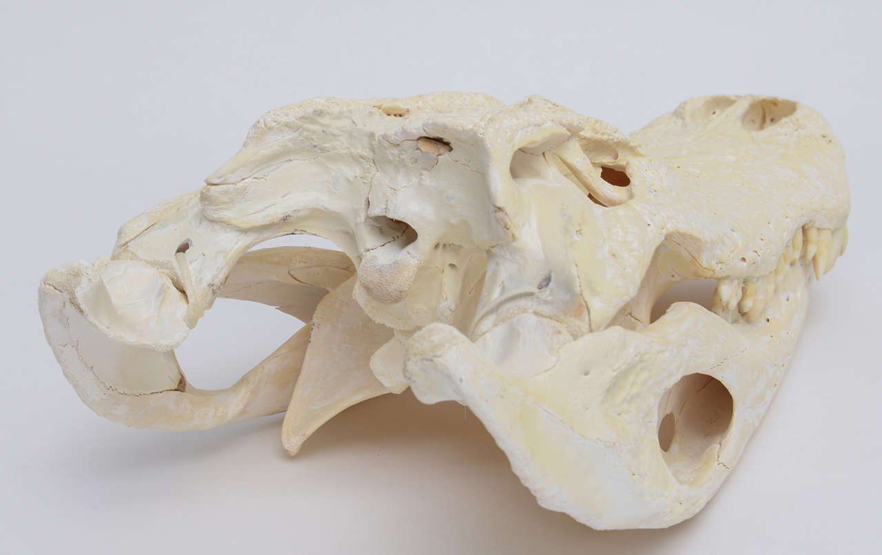 American Bleached Alligator Skull