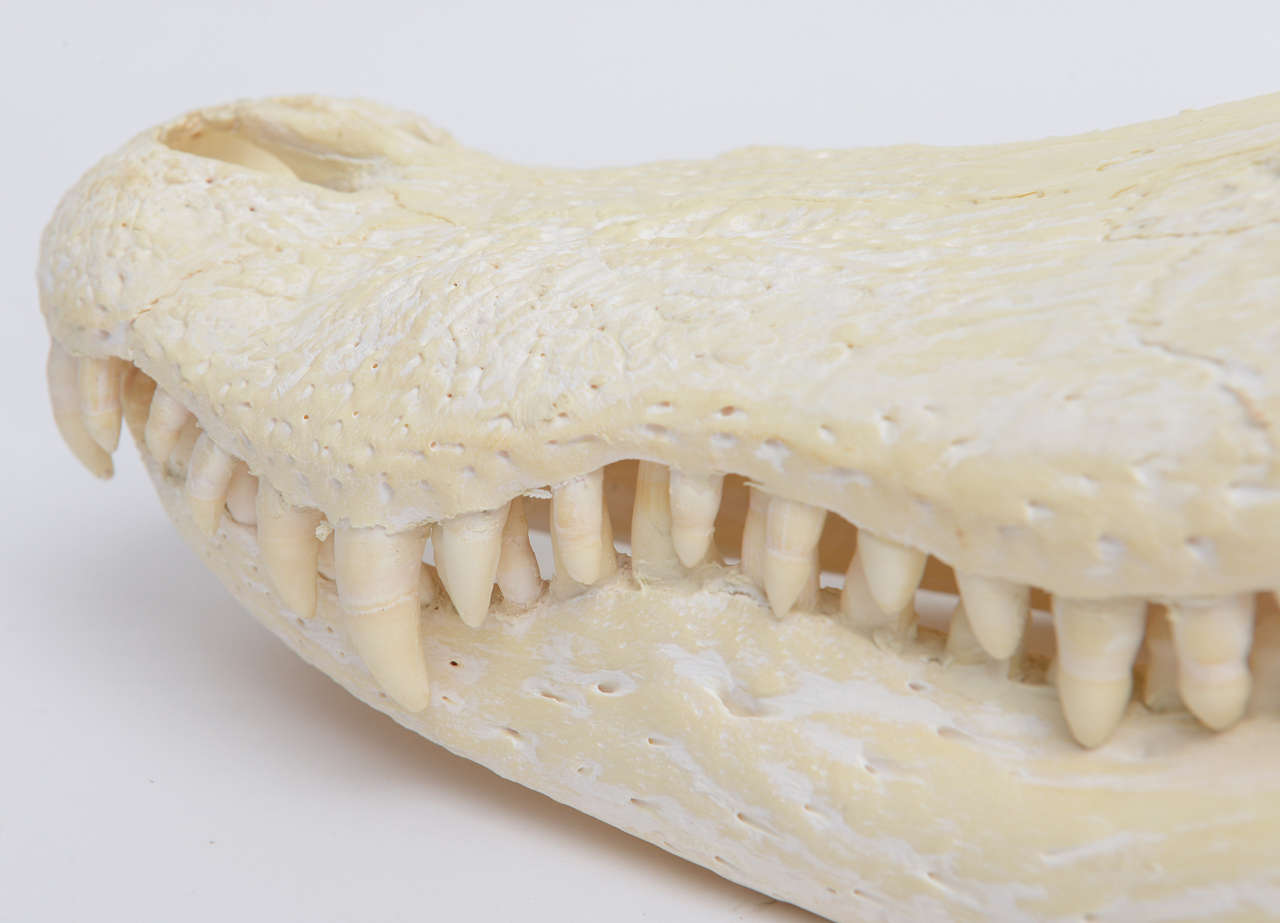 Bleached Alligator Skull In Excellent Condition In North Miami, FL