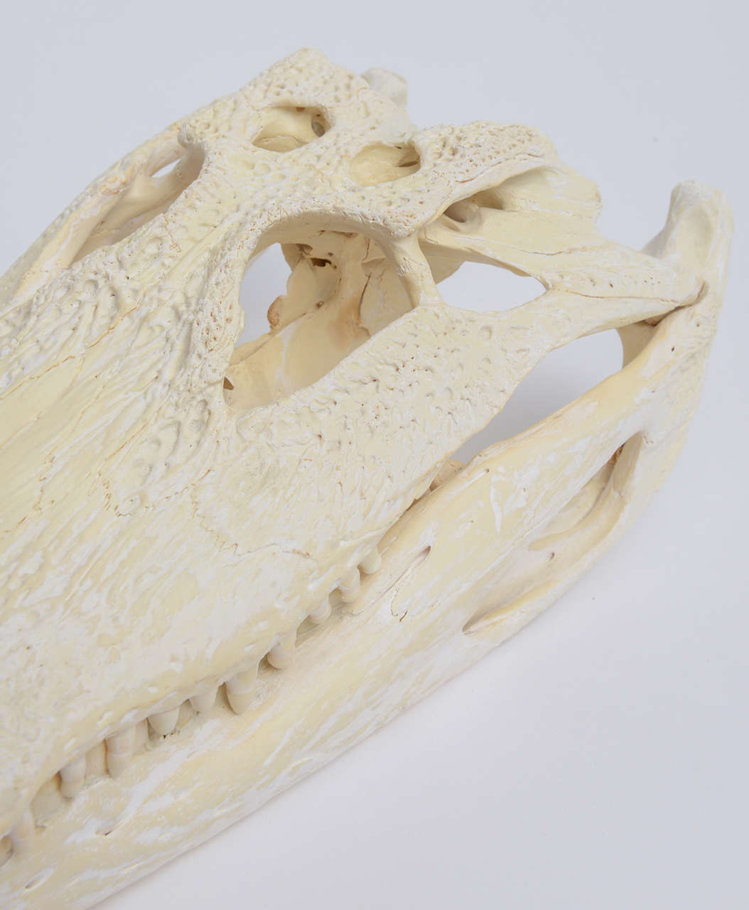 Contemporary Bleached Alligator Skull