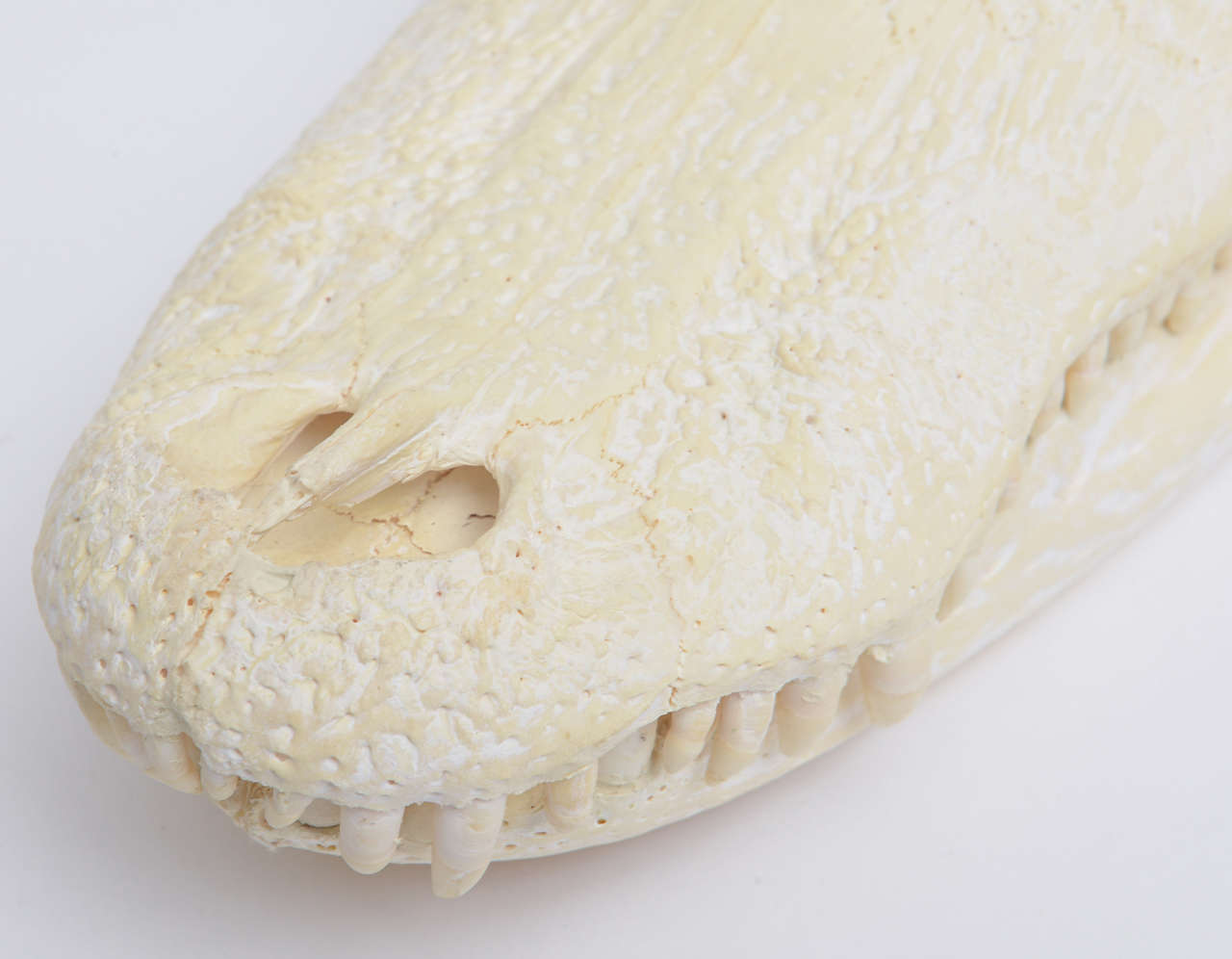 Bleached Alligator Skull 1
