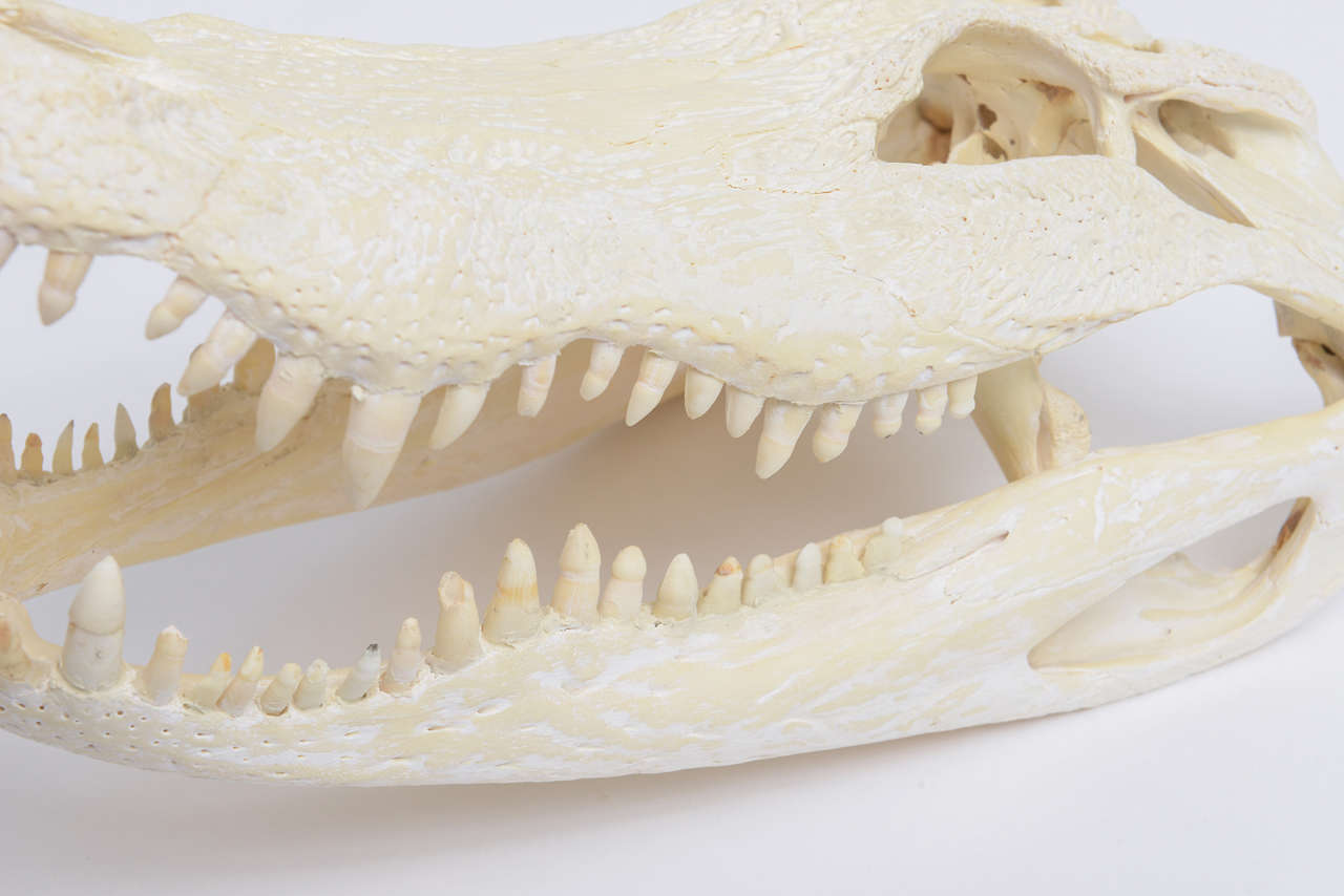 Bleached Alligator Skull 2