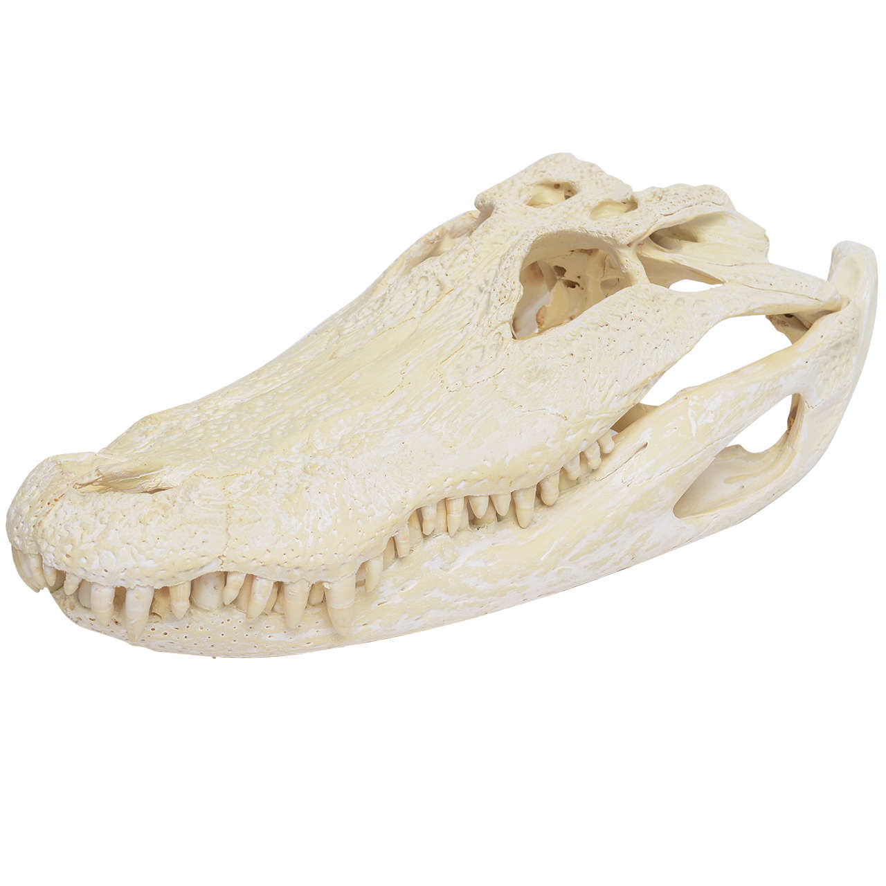 Bleached Alligator Skull