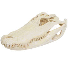 Bleached Alligator Skull