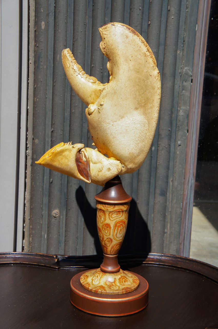 This unusually large specimen lobster claw still retaining the knuckle joint and shoulder section is dramatic and exciting. The piece is mounted on an antique tole painted baluster shaped base creating an interesting scientific and decorative