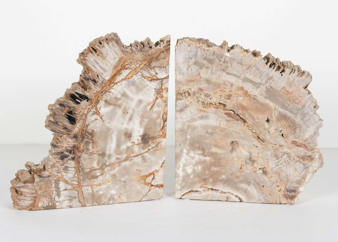 Pair of organic petrified wood bookends or sculptures. Naturally fossilized throughout hundreds of years. These rare pieces have been hand cut and feature the highest quality petrified wood with polished front and backsides, and stunning with