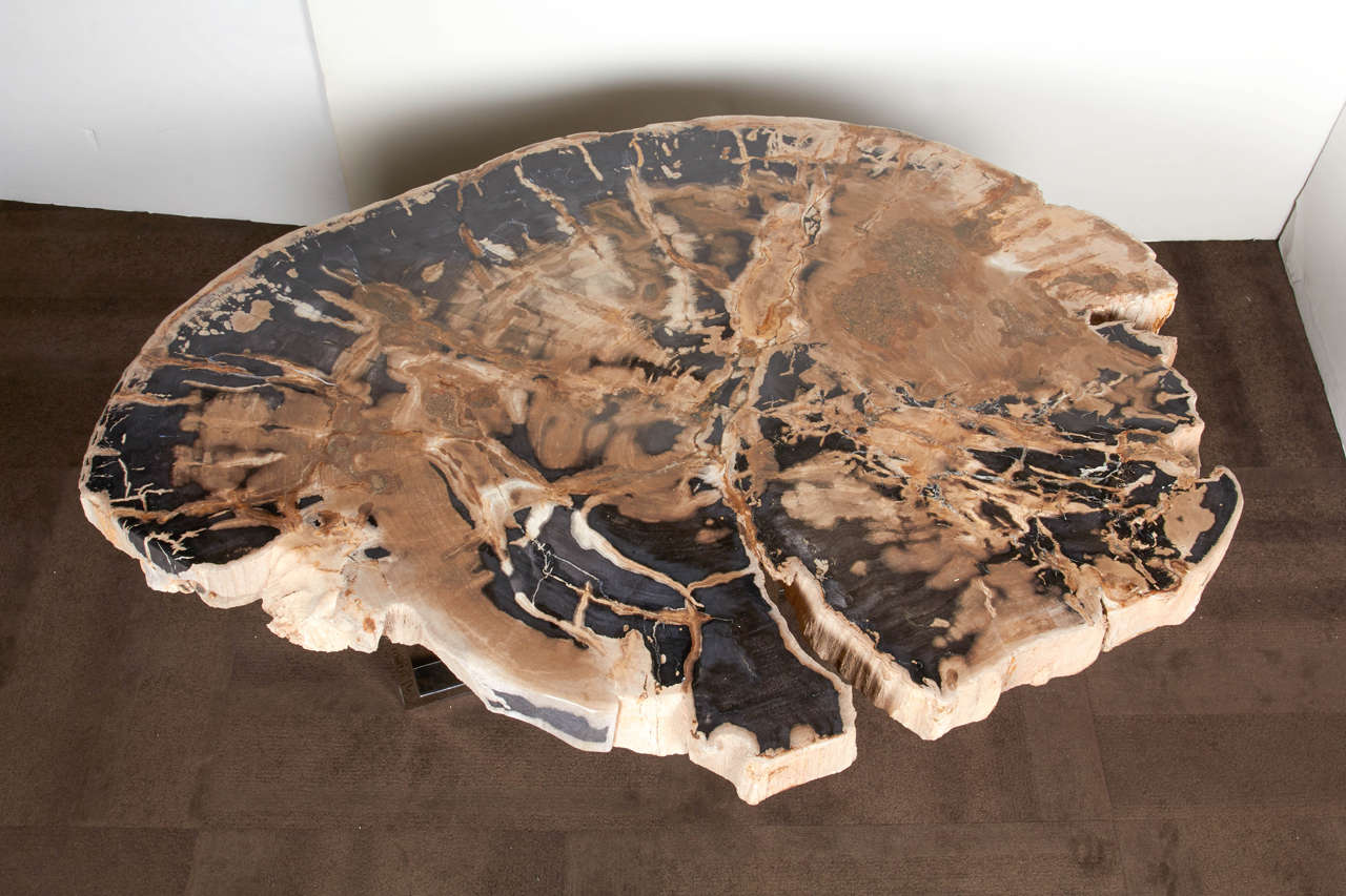 Organic Modern Outstanding Large Petrified Wood Slab Coffee Table