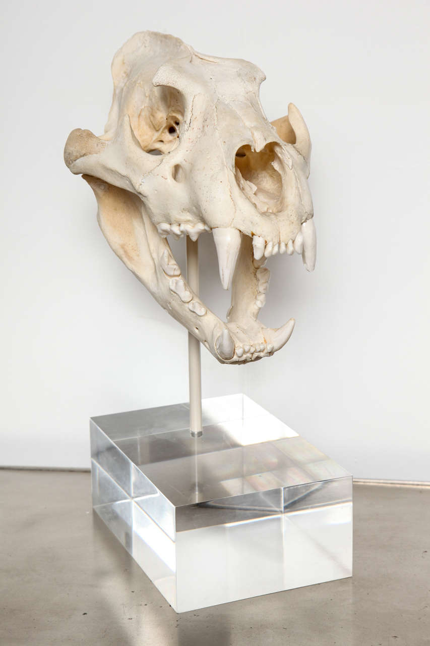 tiger skull side