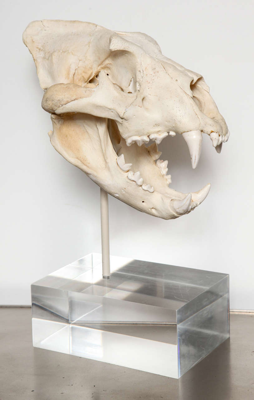bengal tiger skull