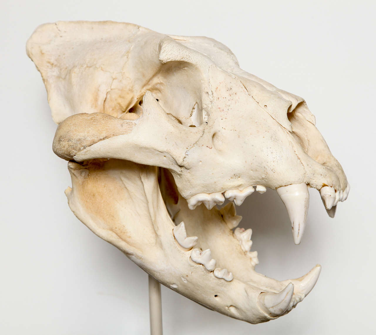 Anglo Raj Tiger Skull