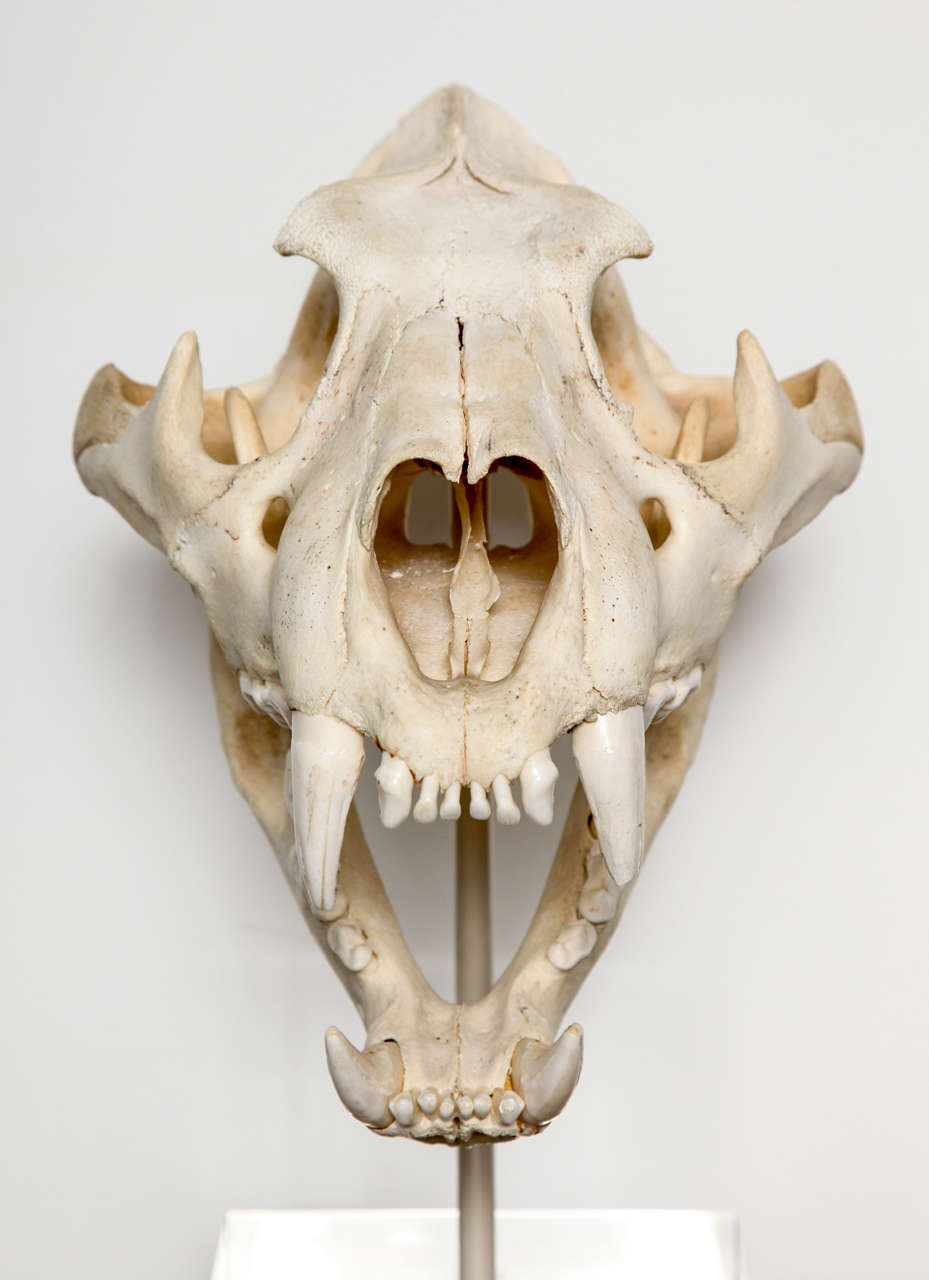 A tiger skull mounted on a block of lucite and housed in a custom mechanism to keep the jaw open for display.
Signed with the initials and year by the hunter.