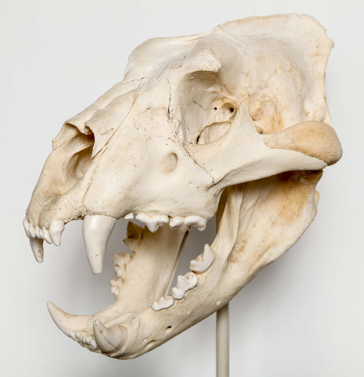 Botswanan Tiger Skull
