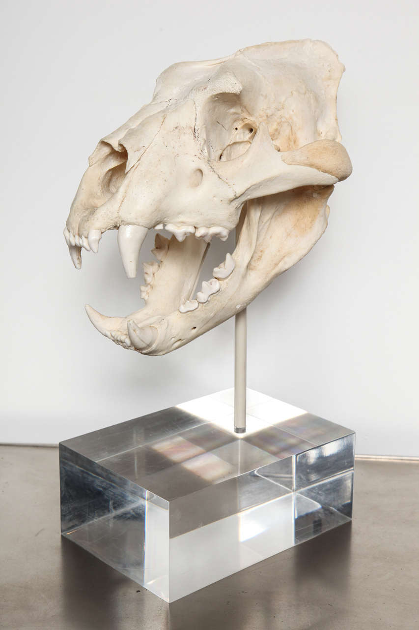 Tiger Skull In Excellent Condition In New York, NY