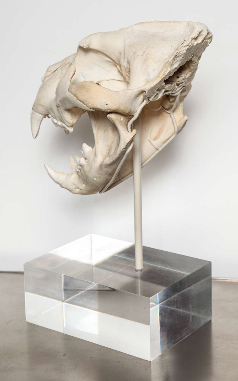 Mid-20th Century Tiger Skull