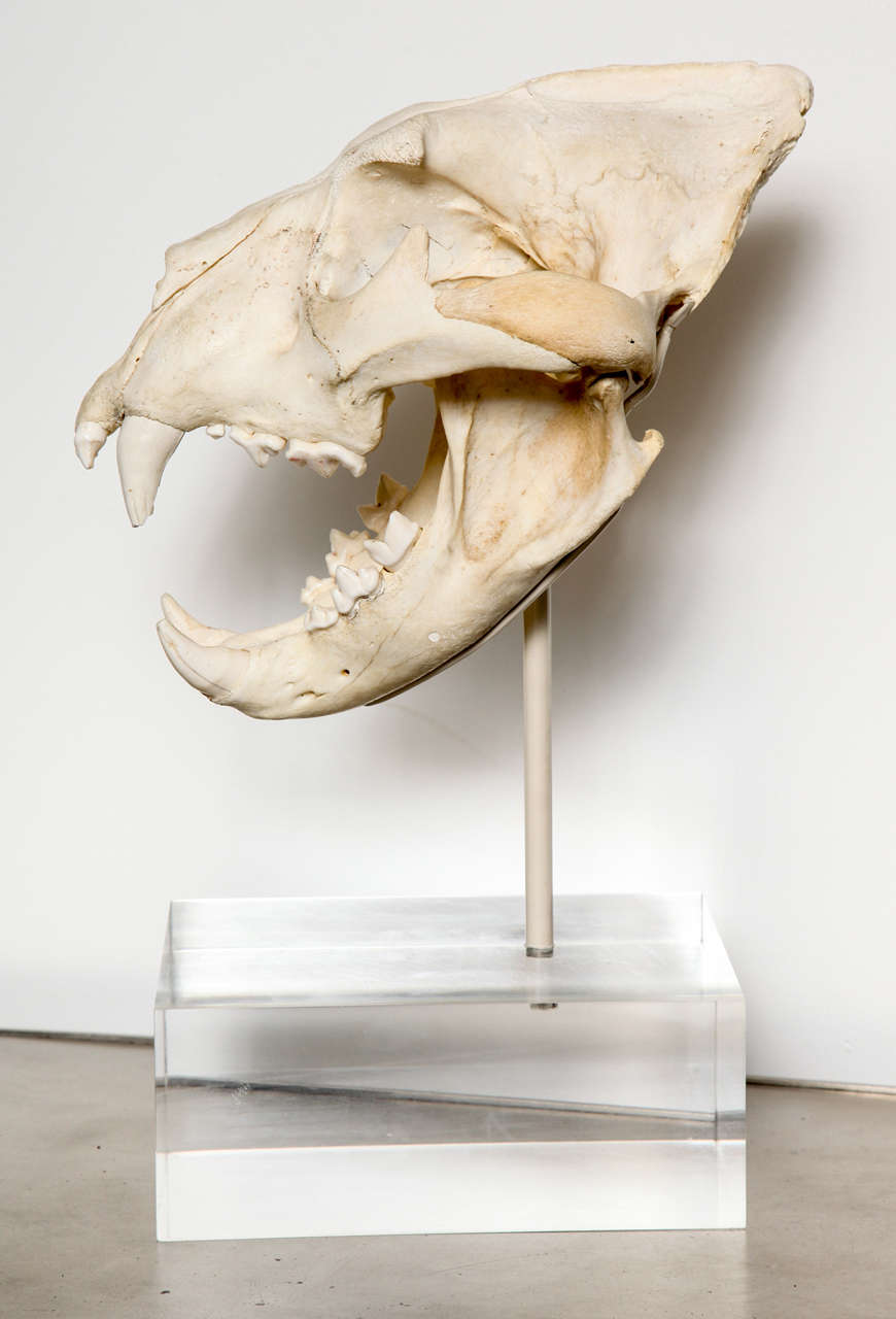 Tiger Skull 1