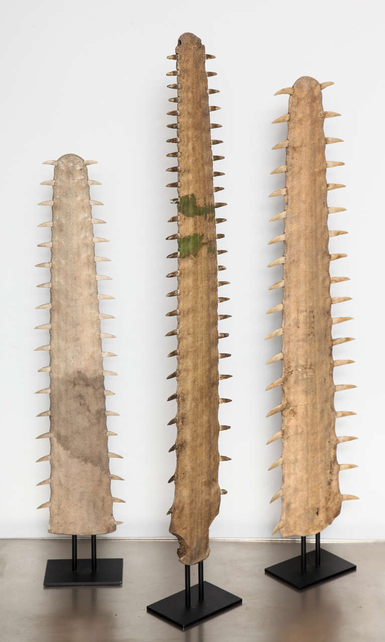 A vintage set of three Rostrums - Sawfish with incredible age and patina. This set is a rare find given the compatible scale and proportion. 