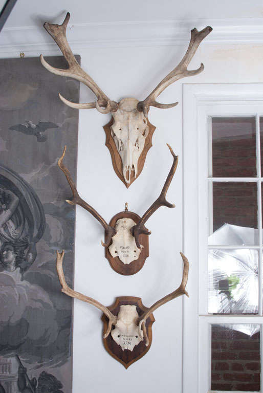 Sculptural quality hunting trophies from France.  Newly mounted.
Large $ 850.00 each
Medium $ 750.00 each