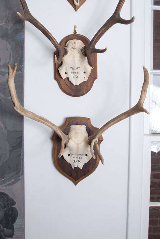 French Hunting Trophies priced individually 1