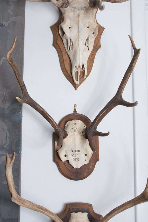 French Hunting Trophies priced individually 2