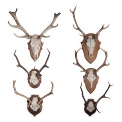 French Hunting Trophies priced individually