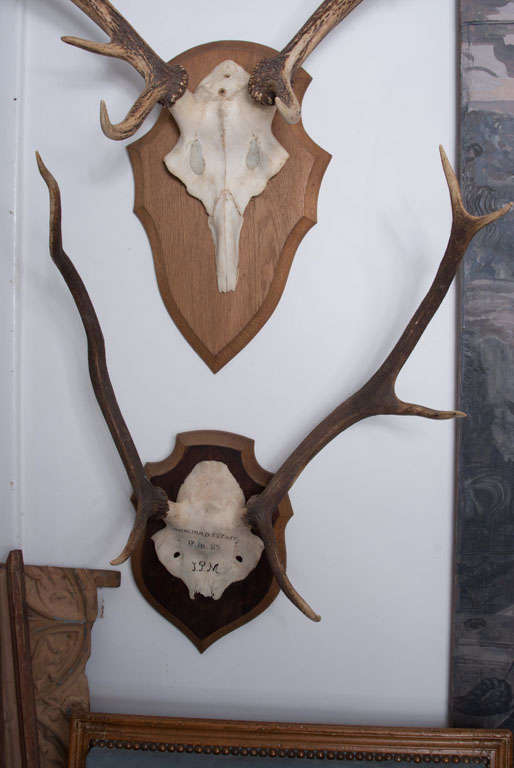 French Hunting Trophies priced individually For Sale at 1stdibs