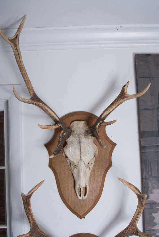 French Hunting Trophies priced individually For Sale at 1stdibs