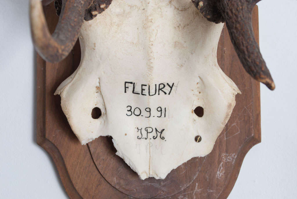 French Hunting Trophies priced individually For Sale at 1stDibs
