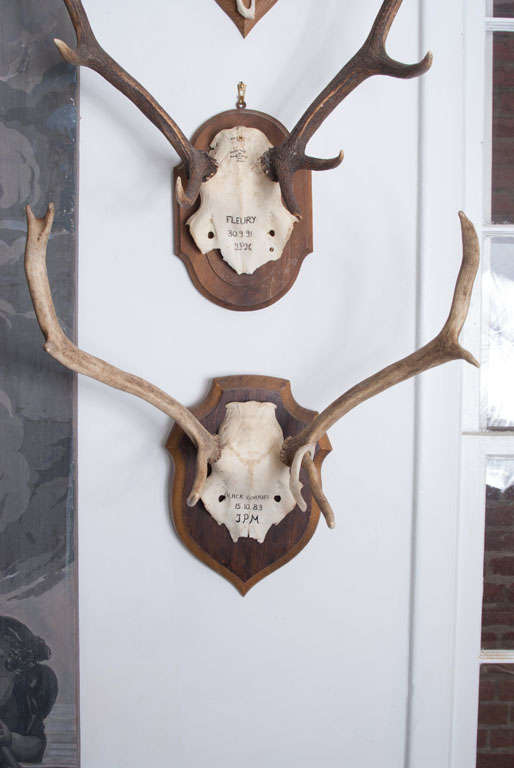 French Hunting Trophies priced individually For Sale at 1stdibs