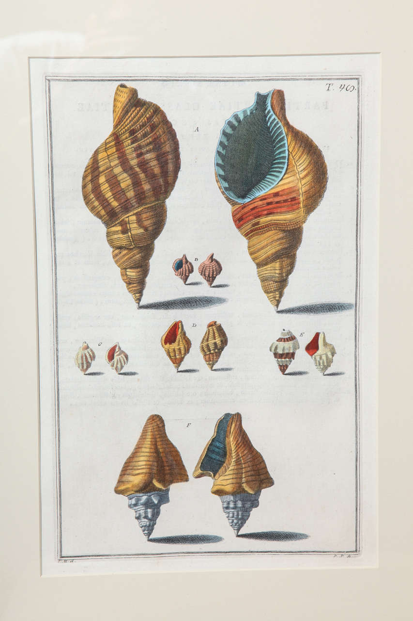 A Set of Four Hand Colored Engravings Late 19th/Early 20th Century, Italian For Sale 2