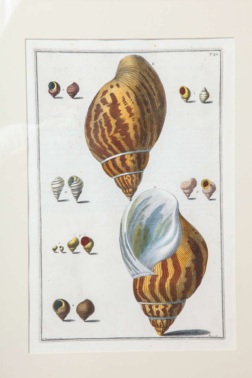 A Set of Four Hand Colored Engravings Late 19th/Early 20th Century, Italian For Sale 5